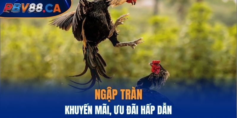 Sân chơi ngập tràn khuyến mãi, ưu đãi hấp dẫn