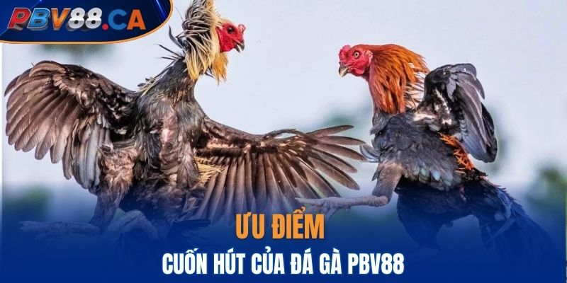 Một số ưu điểm cuốn hút của đá gà PBV88